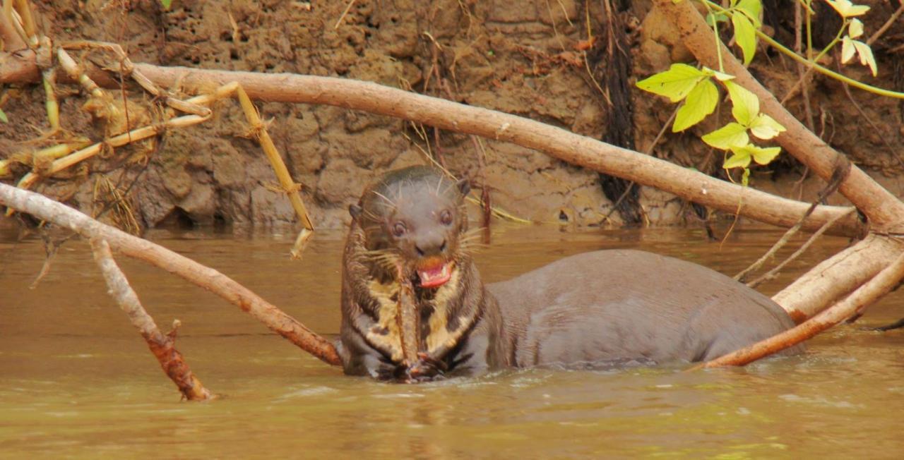 Pantanal Jungle Lodge Passo do Lontra Luaran gambar