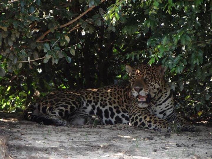 Pantanal Jungle Lodge Passo do Lontra Luaran gambar
